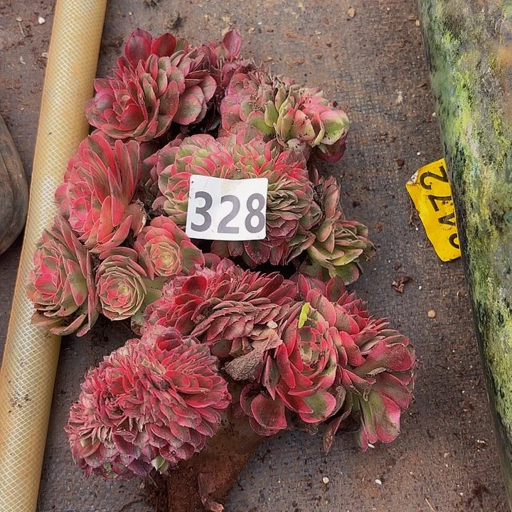 多肉植物福利328个