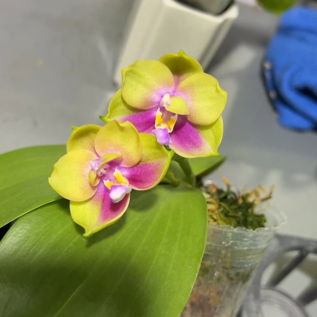 完全开放2.5寸杯B K H:2217