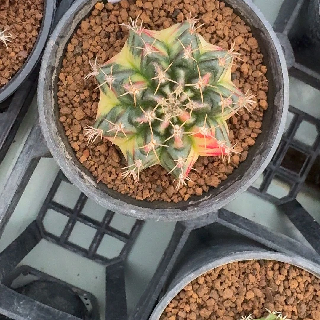 L133-1128广东发货 向日葵