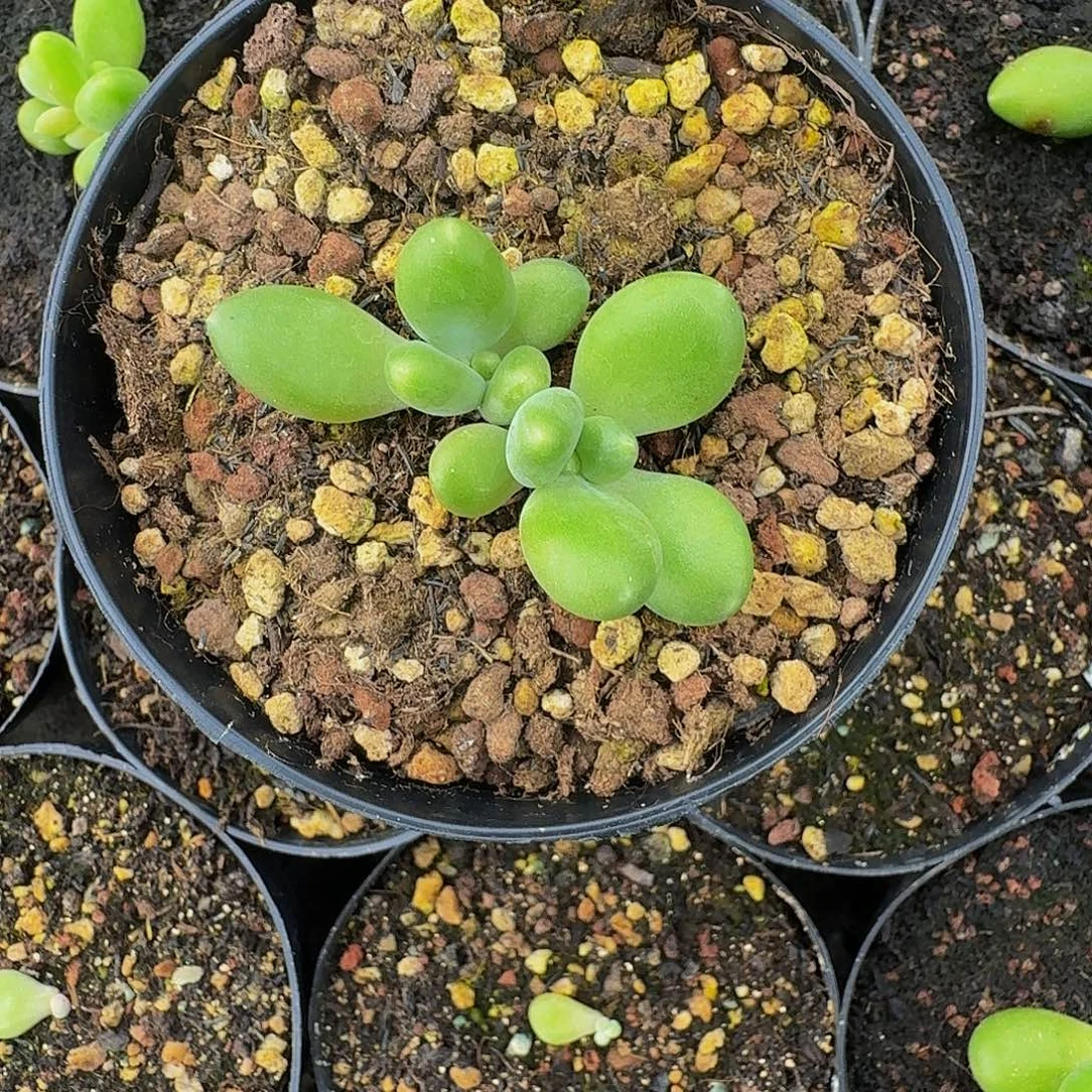 摩尔根 叶插 一物一拍