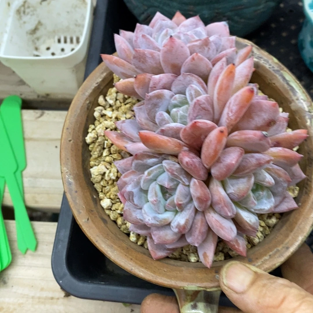 精品多肉一物一拍不包整254
