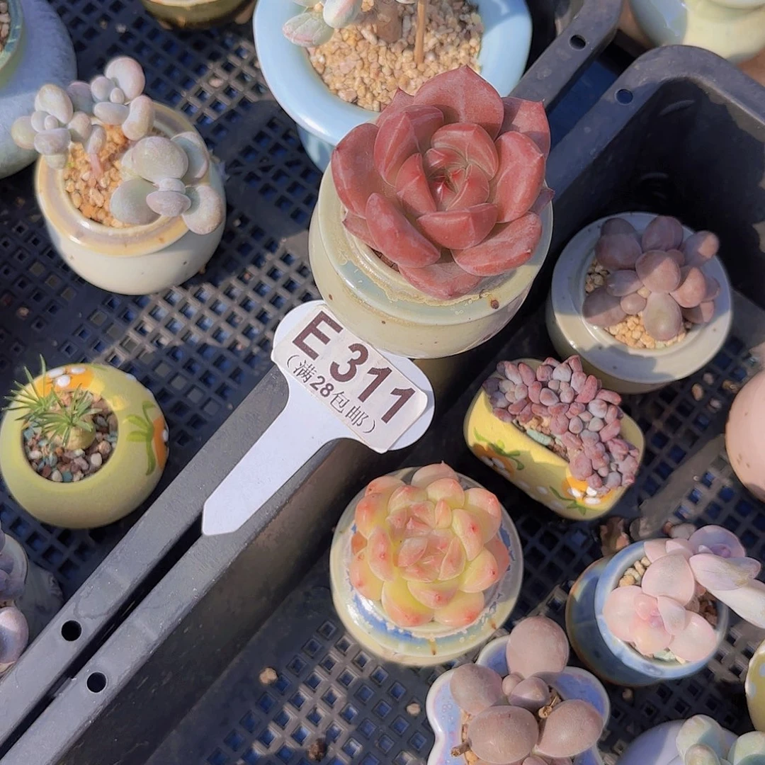 E311夜魔侠一物一拍