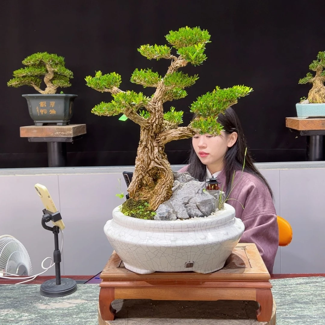 绿植黄杨盆景黄****加盆景