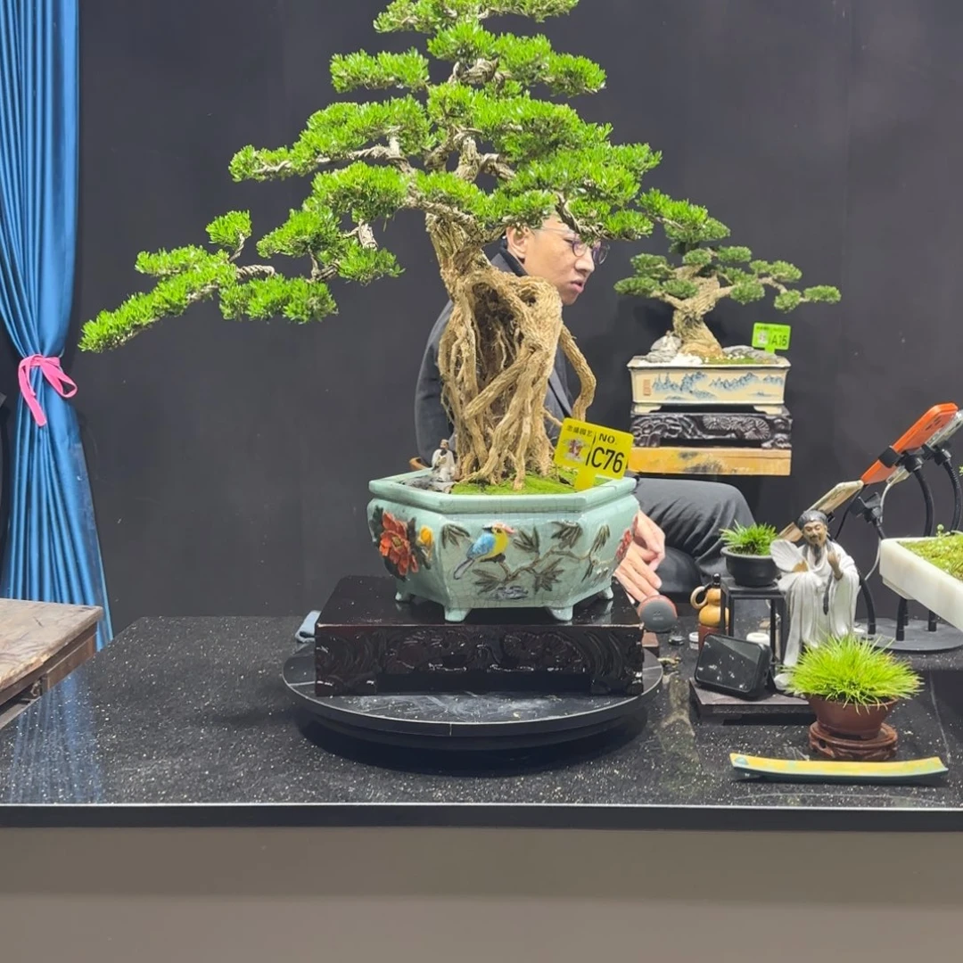 以实际为准黄杨室内室外盆景艺术