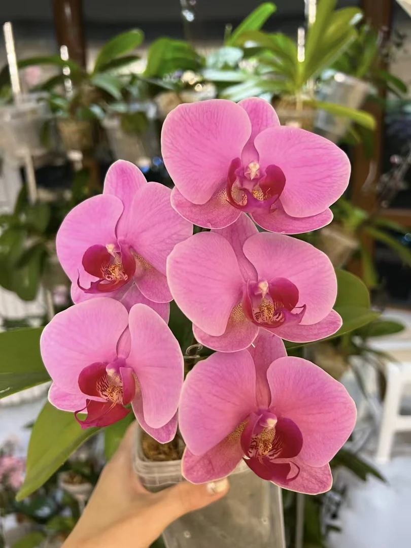 蝴蝶兰【玫瑰水晶】室内高端盆栽昆明基地直发