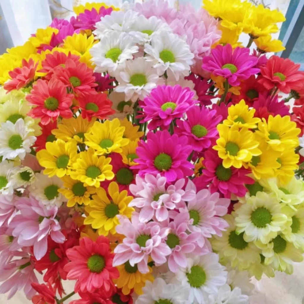 高质放青松绿植美丽小雏菊种子易种爆盆四季盆栽室内外阳台庭院花