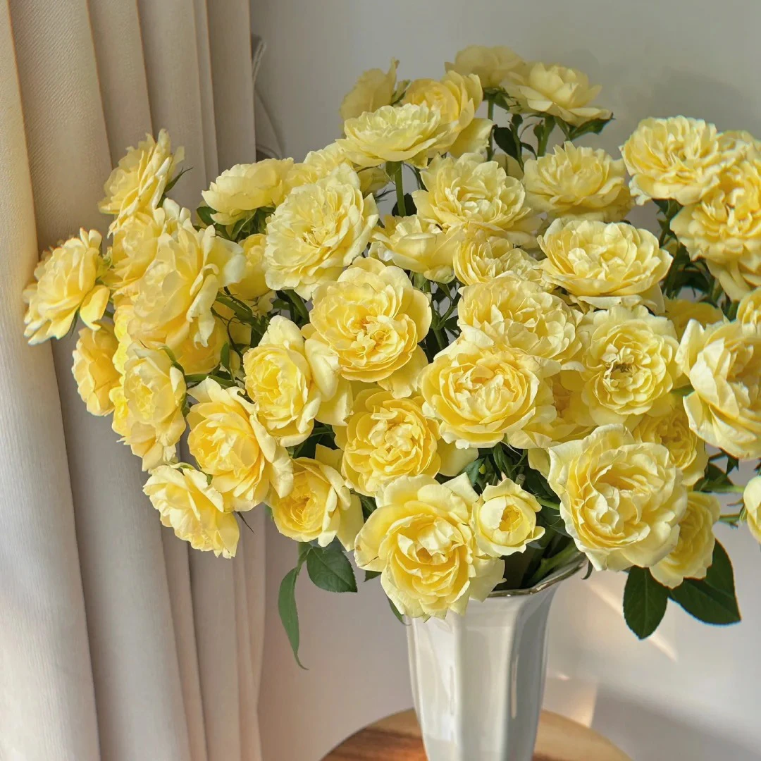 邵掌柜【柠檬汁阳台】多头玫瑰 云南高品质鲜切花#顺丰发货