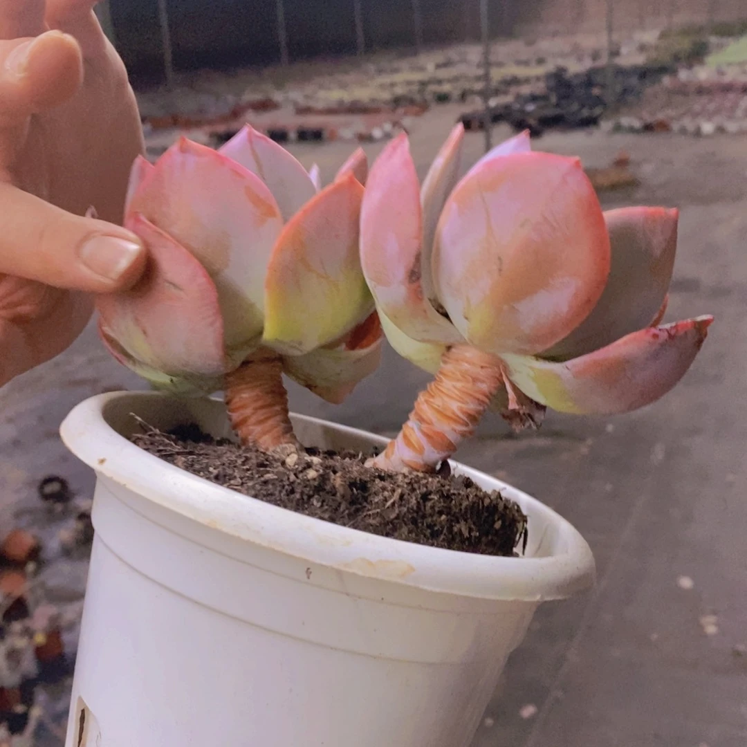 白凤双头起发三盆