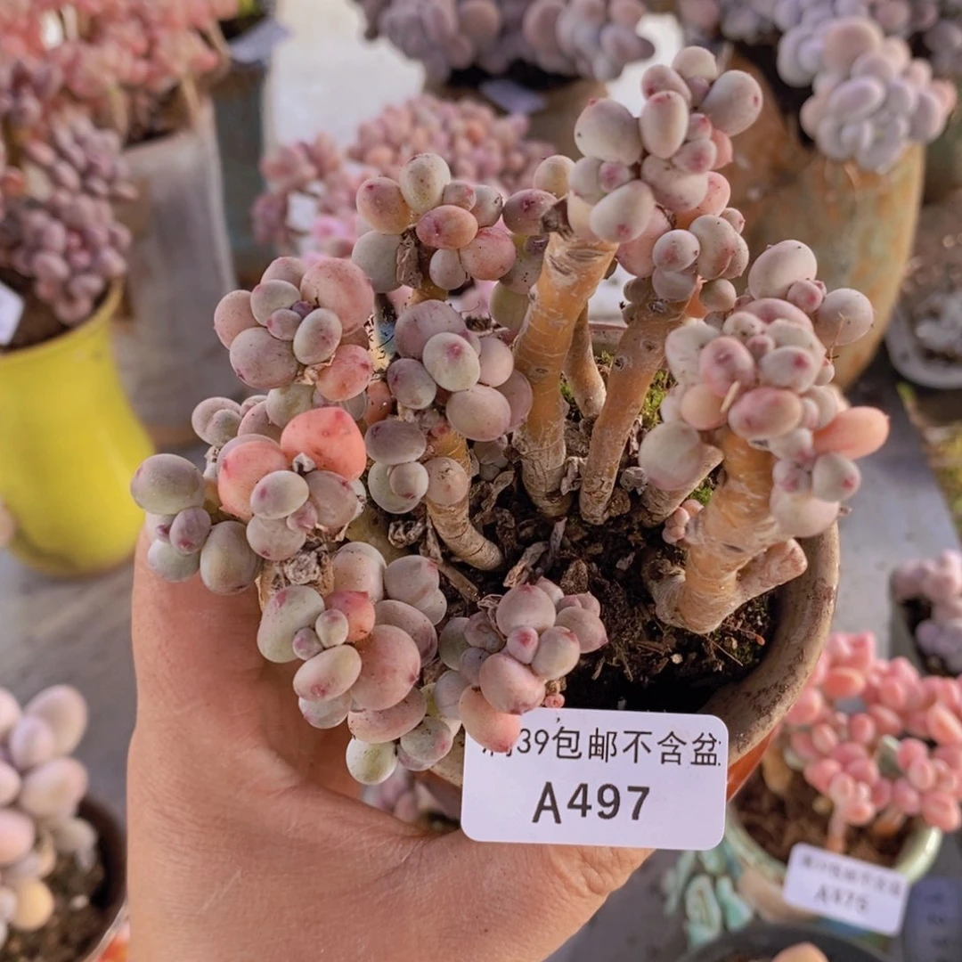 苹果奶8cm497多肉植物