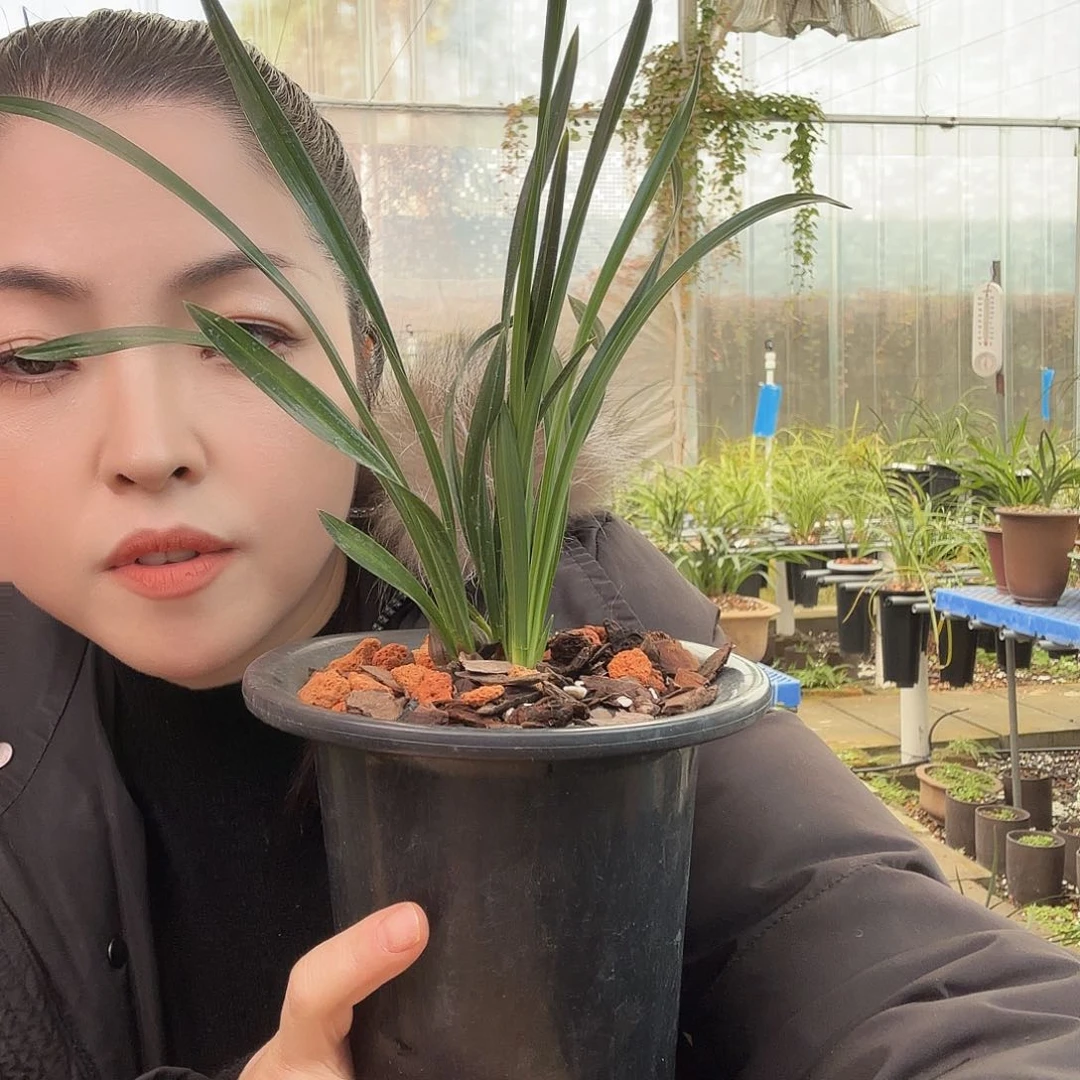 全部花苞涂****）绿云带花