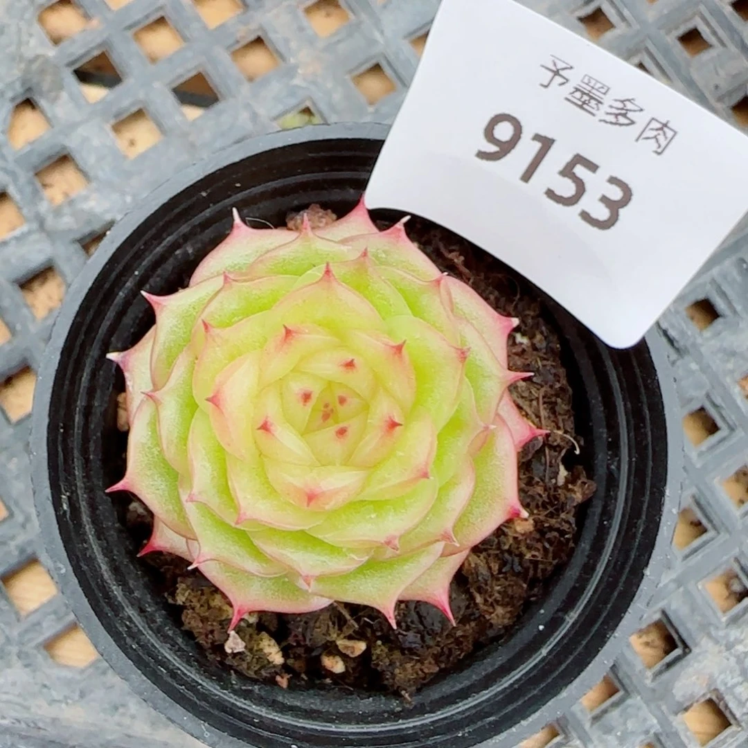 玉玲珑，9153多肉植物