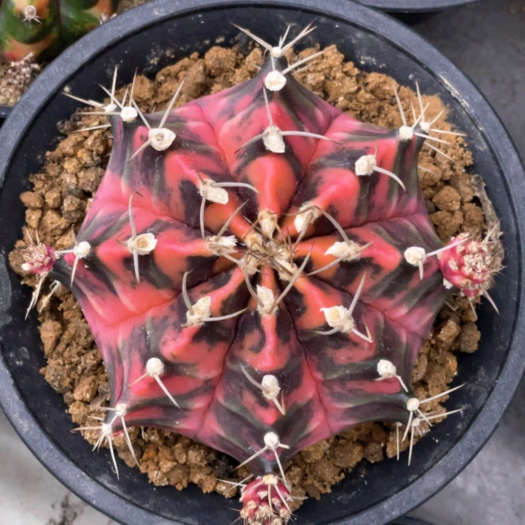 当前无花朵，栽培后可花朵红老虎