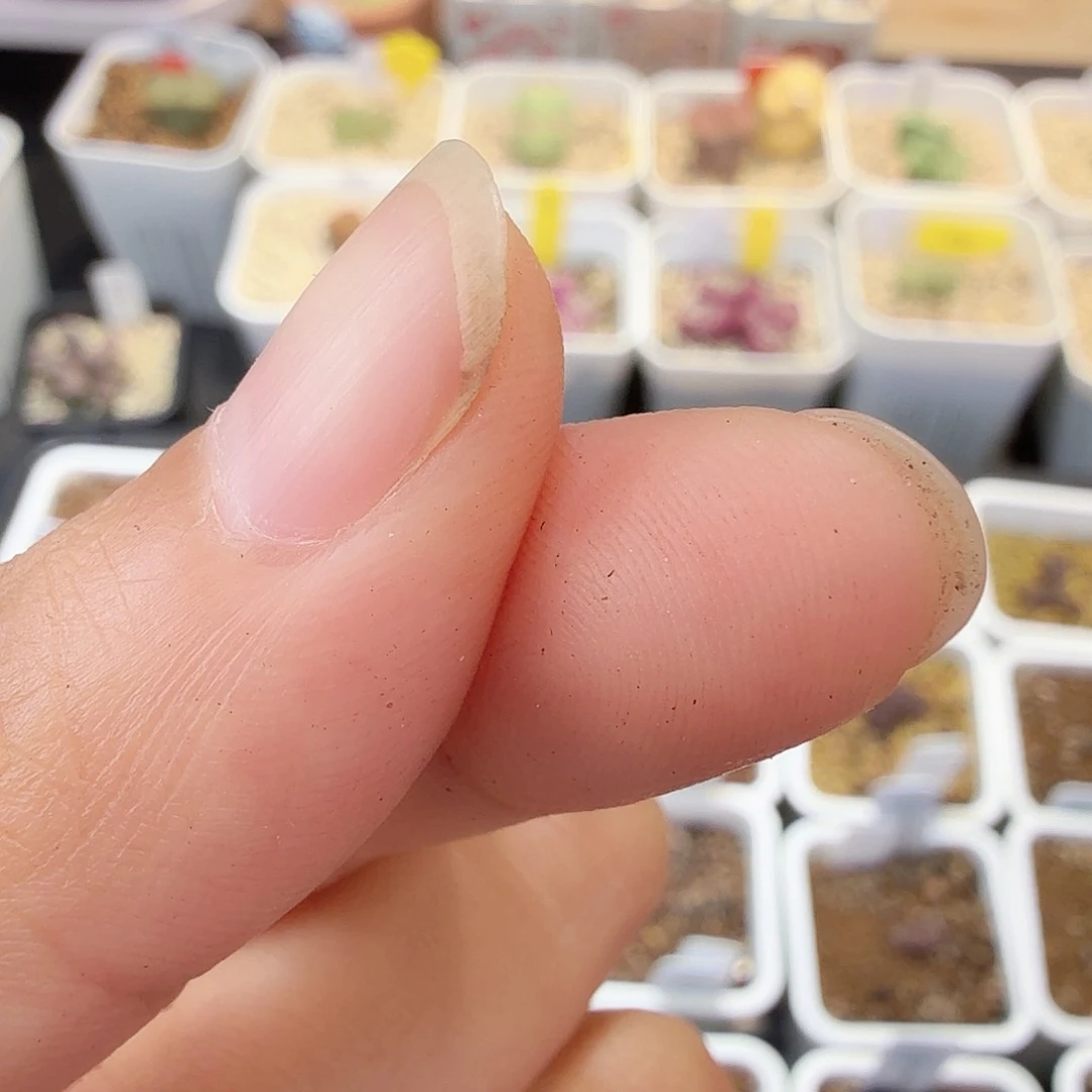 全窗鱼子酱 7-15-L53