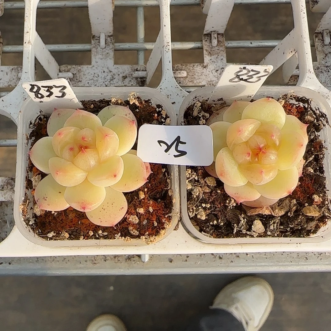 25福利甜心833随机发货