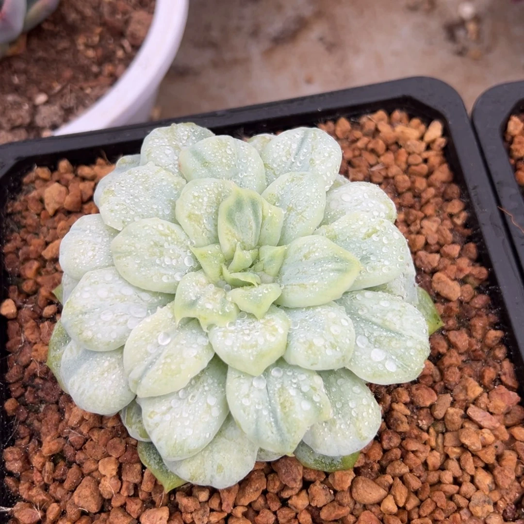 泡泡纱裙阿松多肉