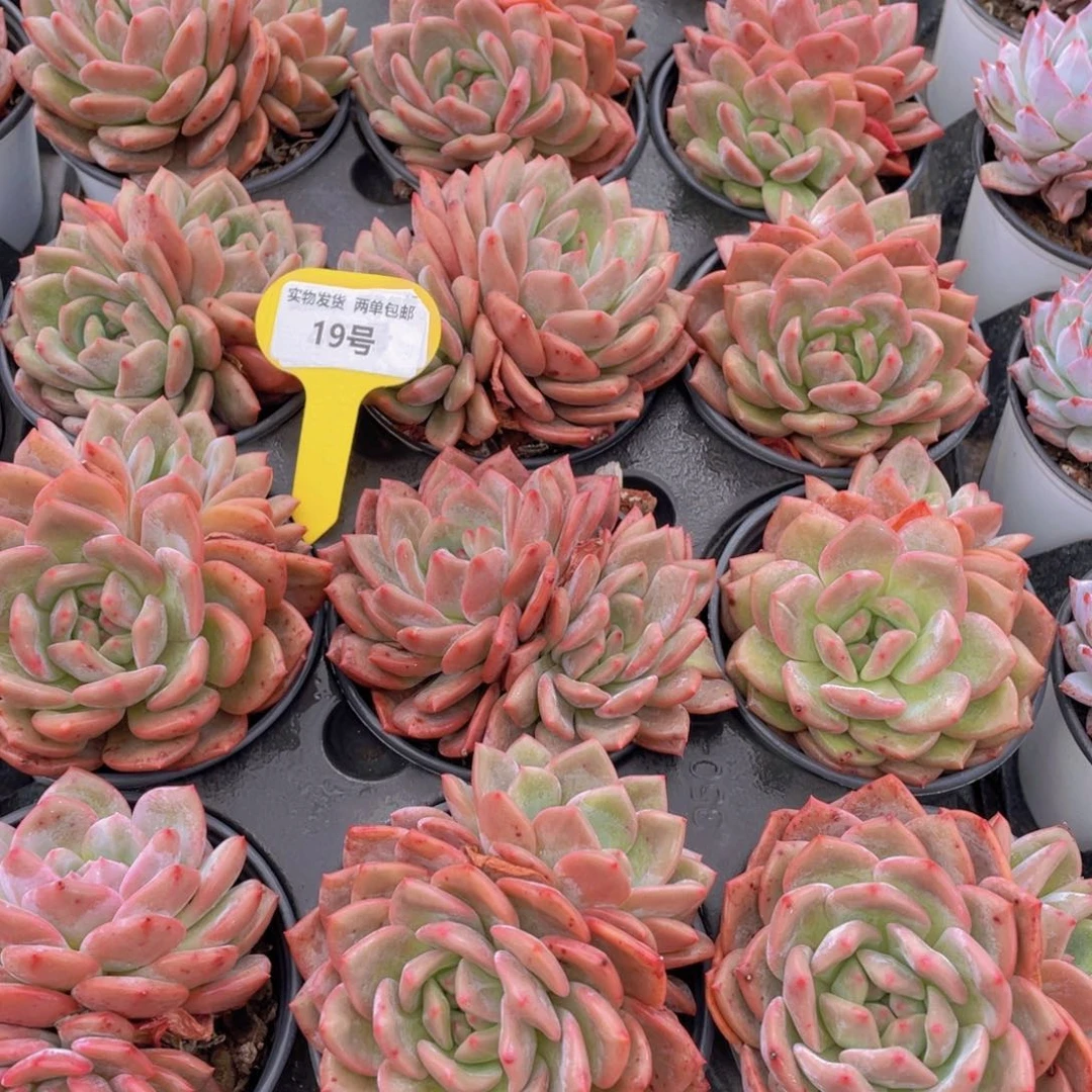 19号 凌雪大双头一个