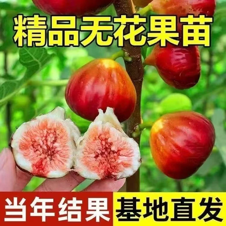 【原盆原土】波姬红无花果树苗盆栽矮化结果快高产无花果苗易活果苗