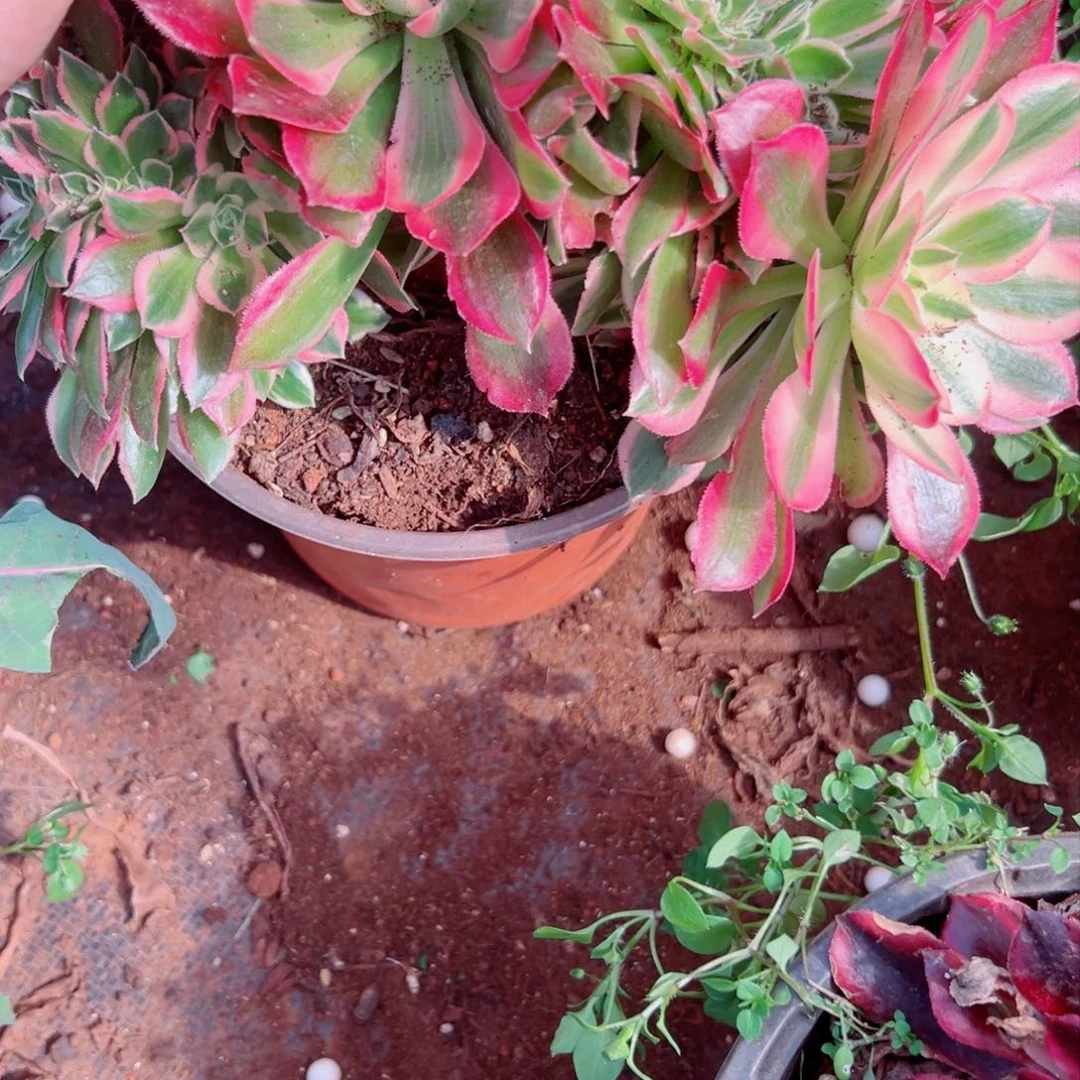 我1188 号多肉法师新年特价