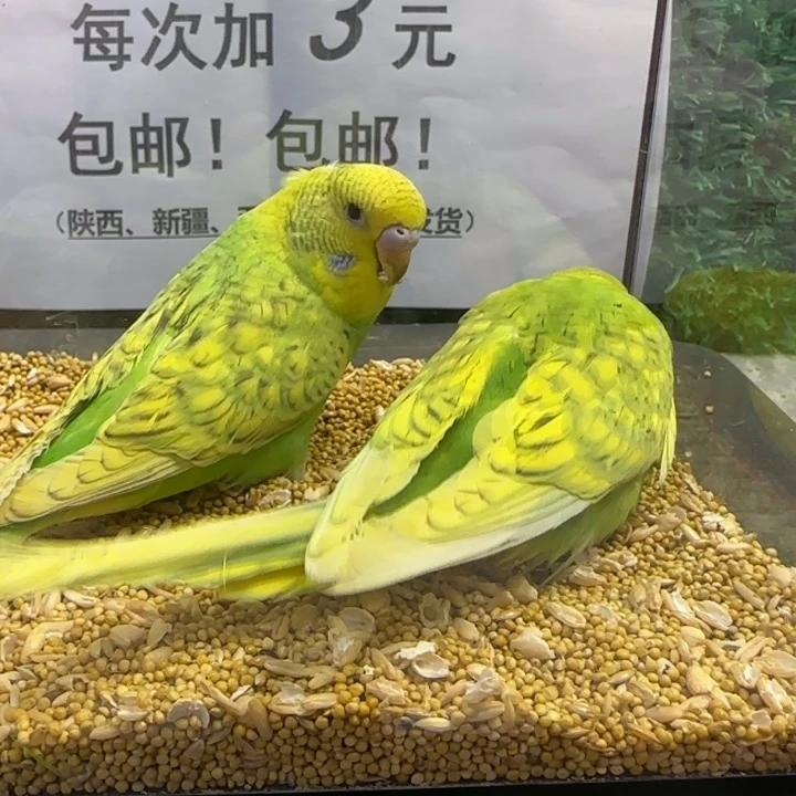 虎皮鹦鹉大头虎皮鹦鹉