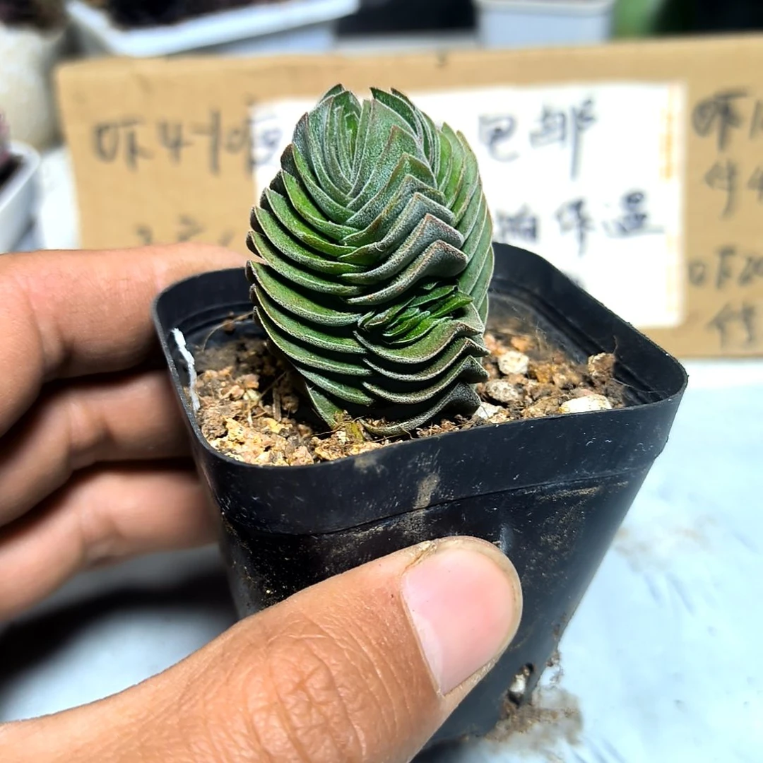 满6元包邮，方塔福利