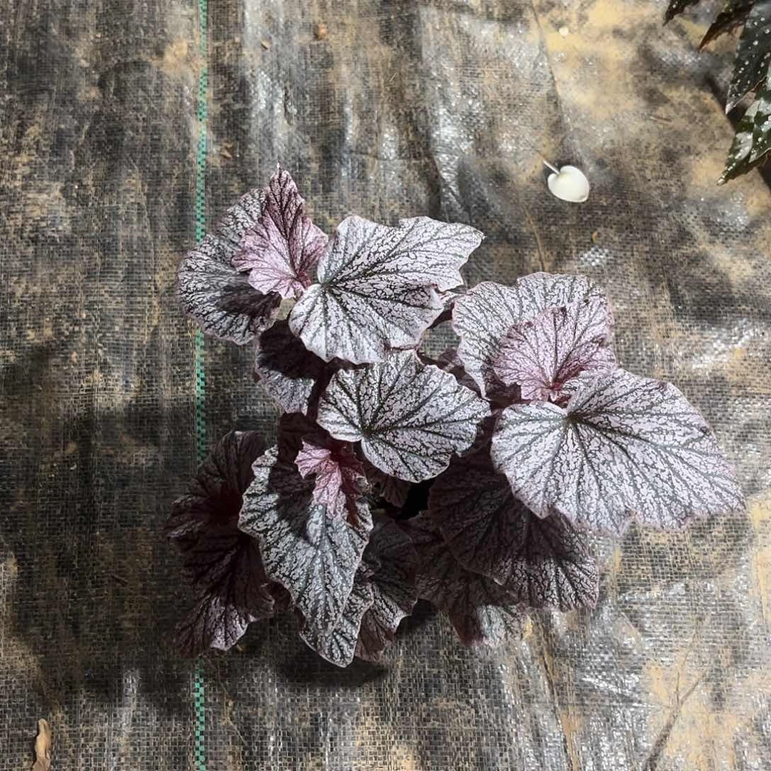 不开花植物粉安娜上海