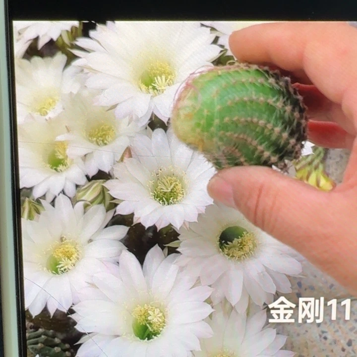 252金刚11歪4公分左右无根侧牙，20包邮