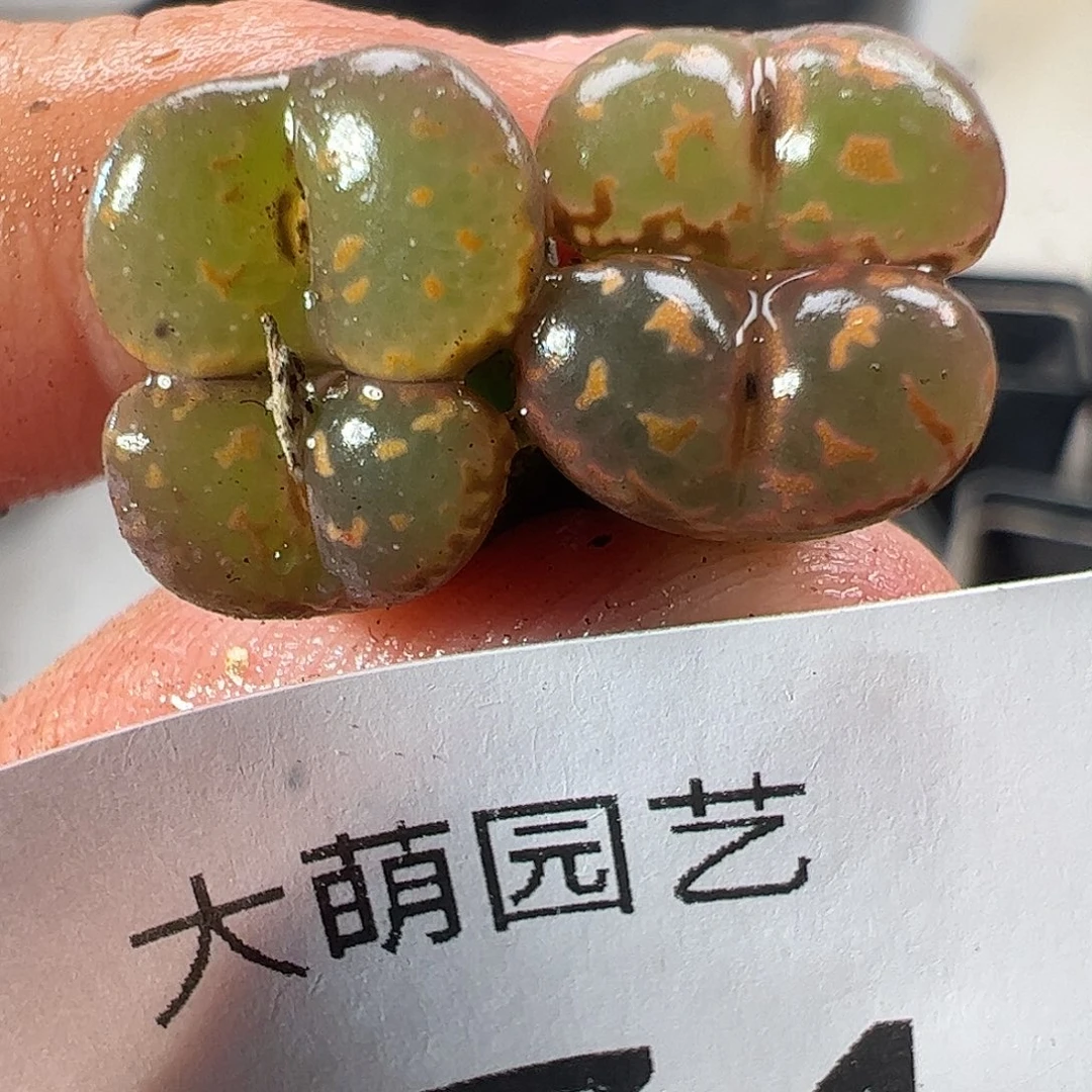 一物一拍。       874