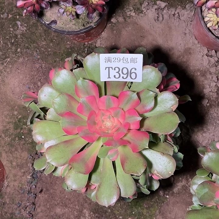 396香妃多肉植物