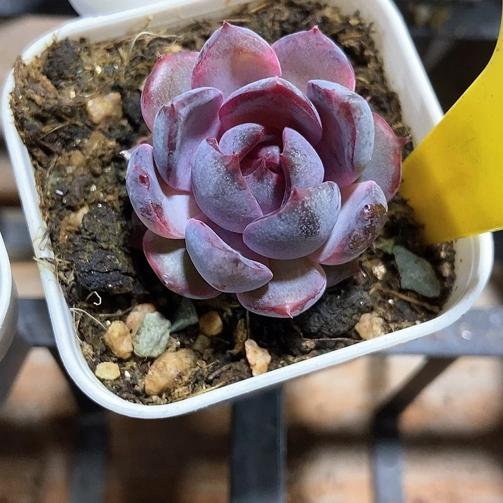 多肉植物蓝莓1859