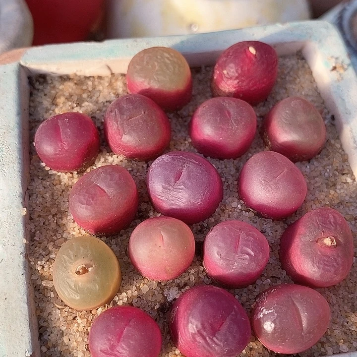 28501冰魄杂吕红一颗