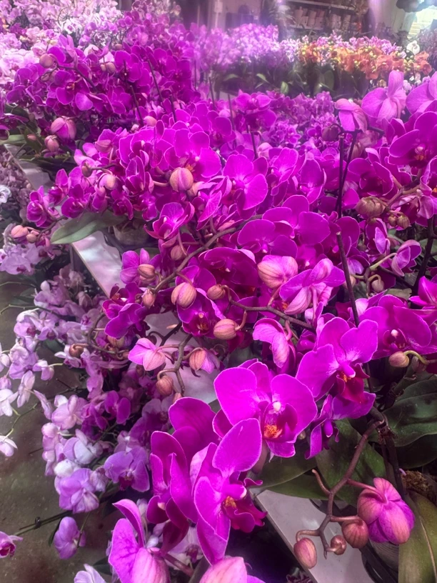 紫心蝴蝶兰，单颗