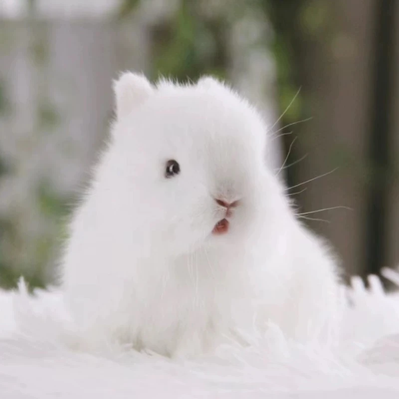 侏儒兔垂耳兔宠物兔家养宿舍养茶杯兔