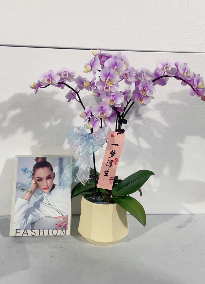 蝴蝶兰【小梅花】鲜花盆栽室内观赏花花佛山基地直发好养易活