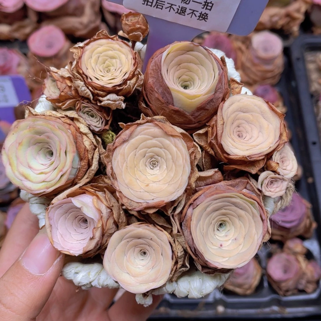 山地玫瑰J30花篮组合