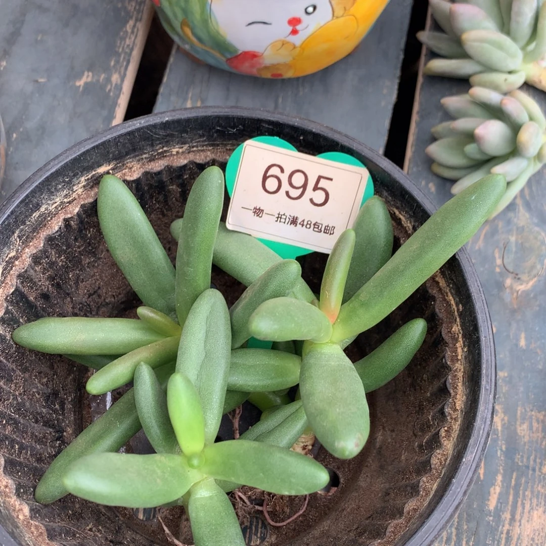 椰子树无砍2颗福利价695