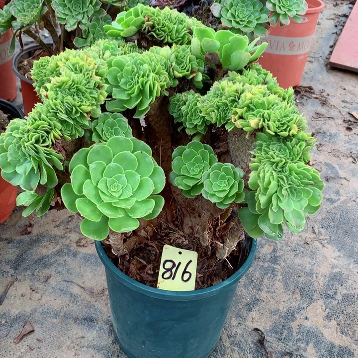 816绿羊绒缀多肉一物一拍