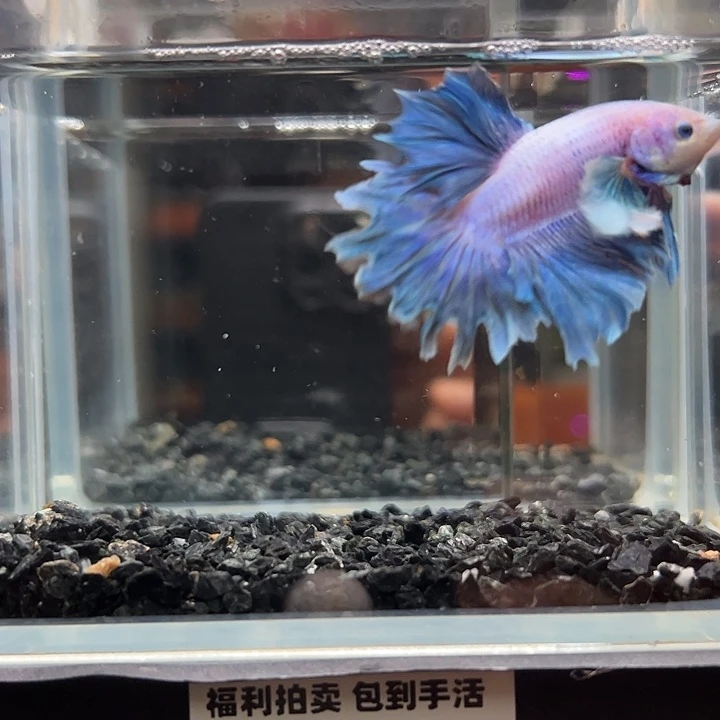 斗鱼竞拍跑单拉黑27号19