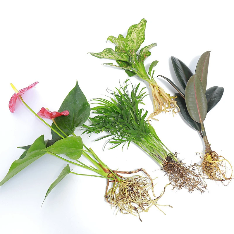 水培植物绿植室内水养白掌花卉盆栽竹芋绿萝办公室四季水生富贵竹