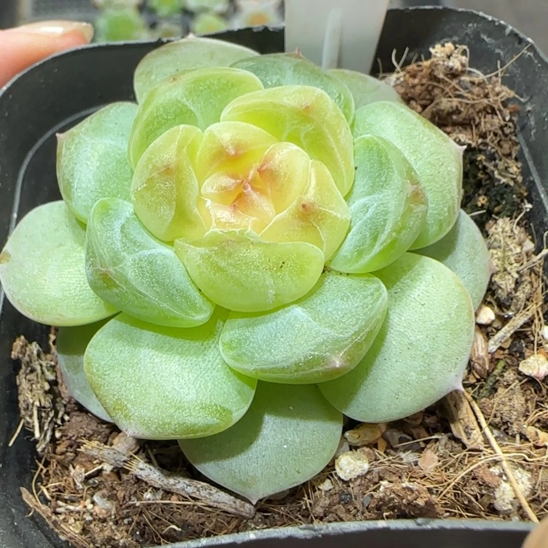 272甜心满38包邮➗偏远发货后不退货退款