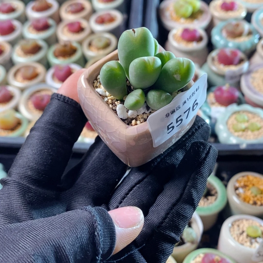 5576--一物一拍 带盆