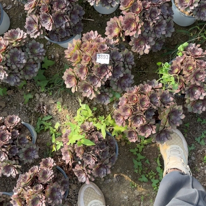 3893桃花石清棚处理不包断枝