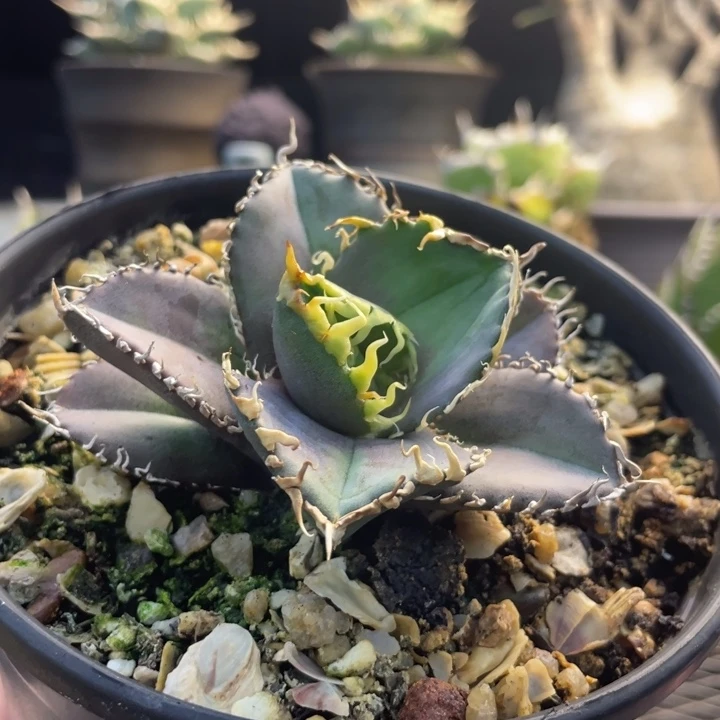 【闪购商品】十****蓉红狮 灯养