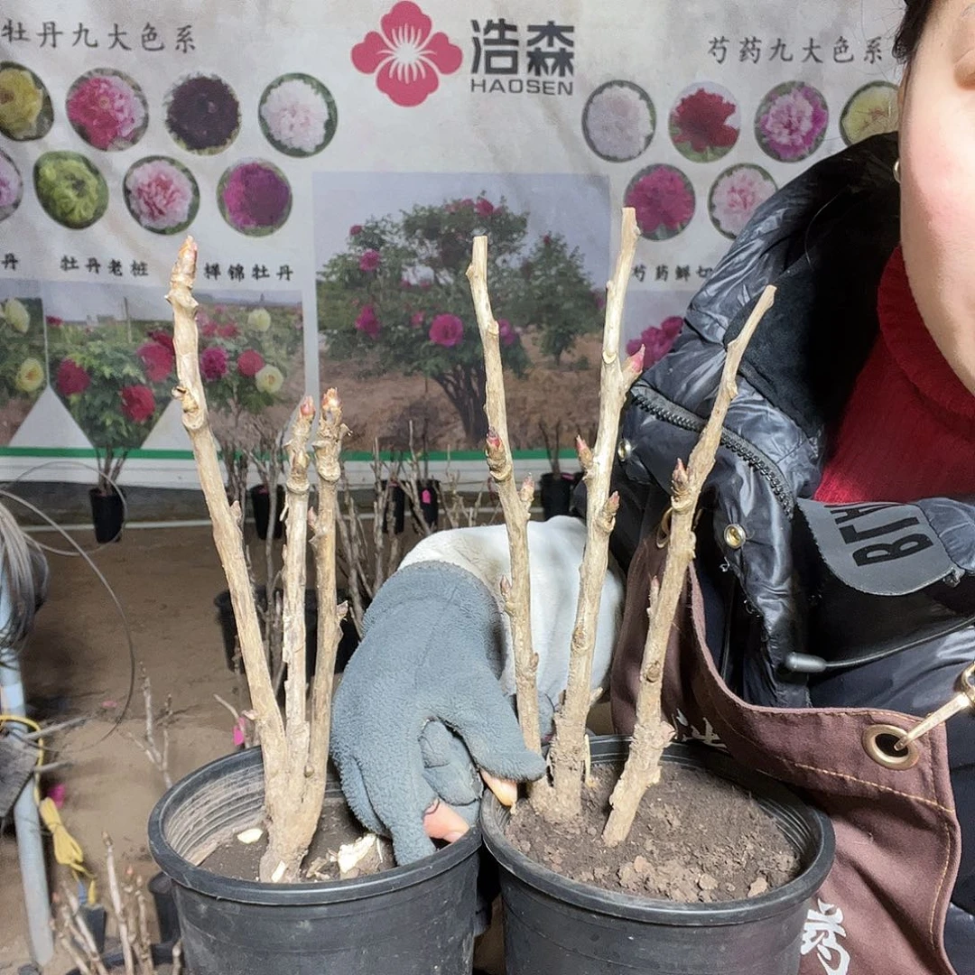 风***虹小盆绿幕島锦一物一拍