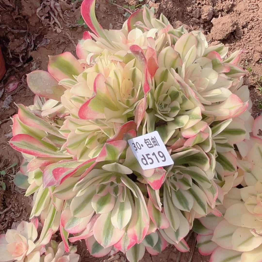 519香妃多肉法师