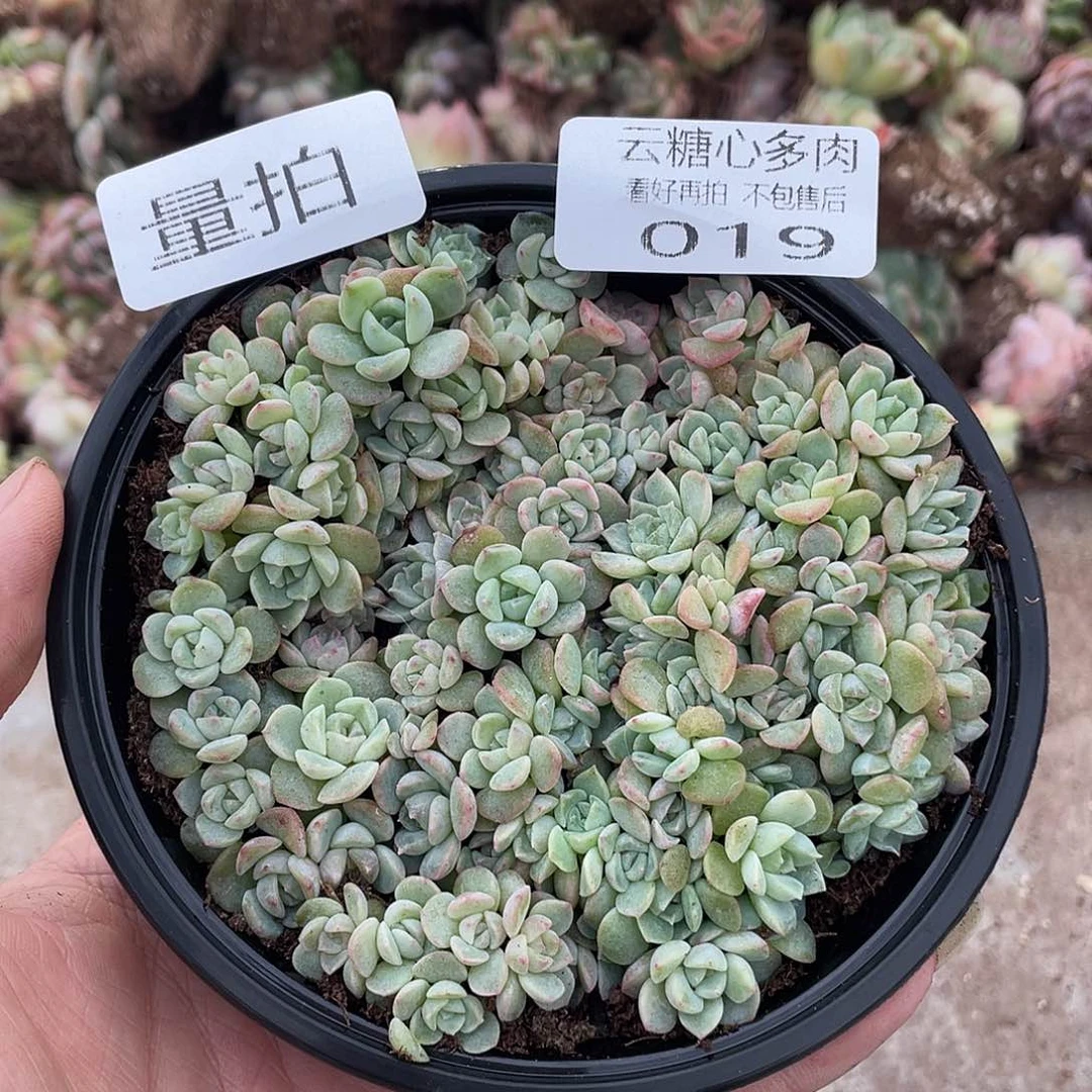 云糖心多肉植物19