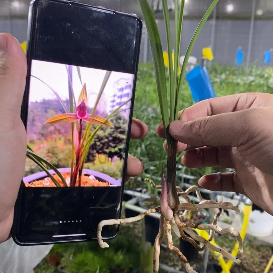 完全开放春兰 古蔺红素005