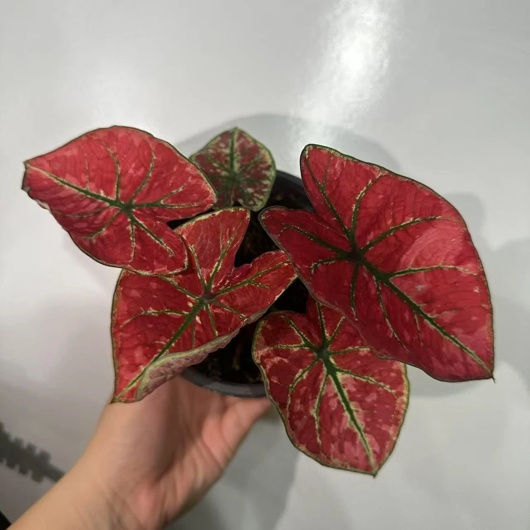 【火凤凰】彩叶芋锦化进口超大球根室内桌面阳台好养热植