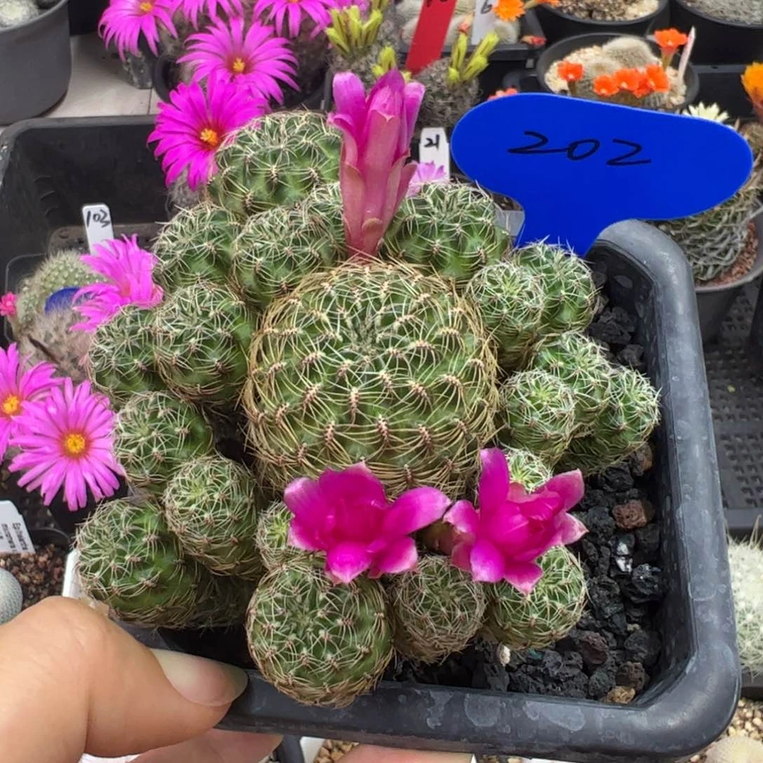 202不知名沟宝，拉丁丢失