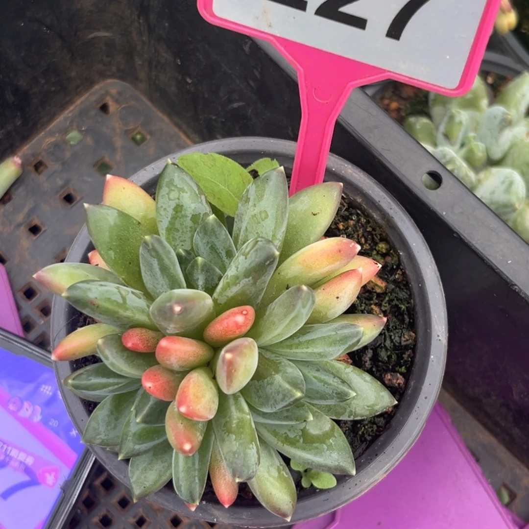 彩翼美人多肉植物227