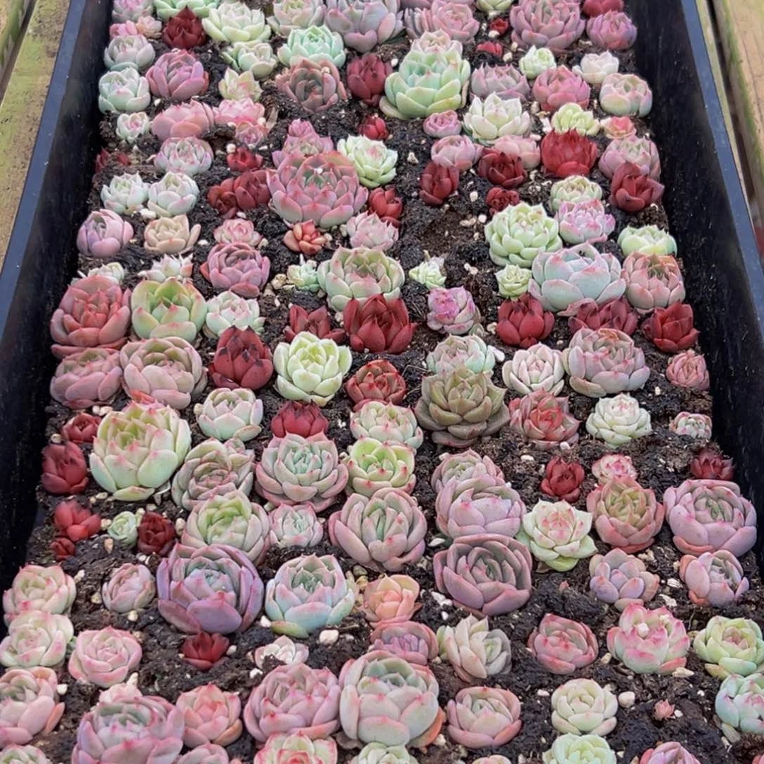 605多肉的小龙虾和一个小